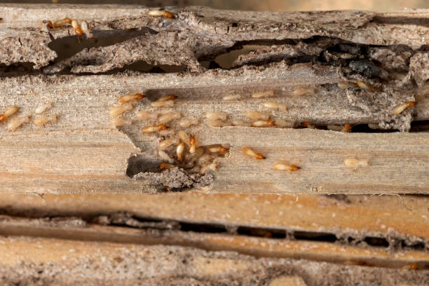 Best Pest Removal Services  in Flint Hill, MO