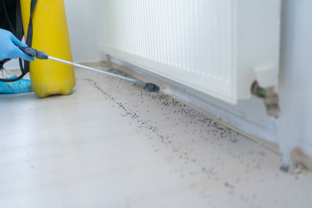 Best Ant Control Services  in Flint Hill, MO