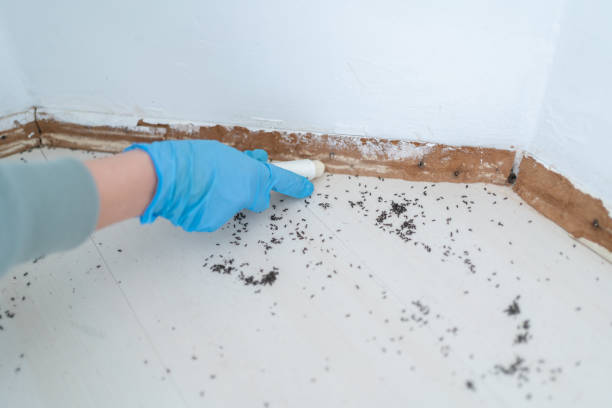Trusted Flint Hill, MO Pest Control Experts